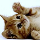 BRAVO POR LA MÚSICA: Canciones sobre gatos