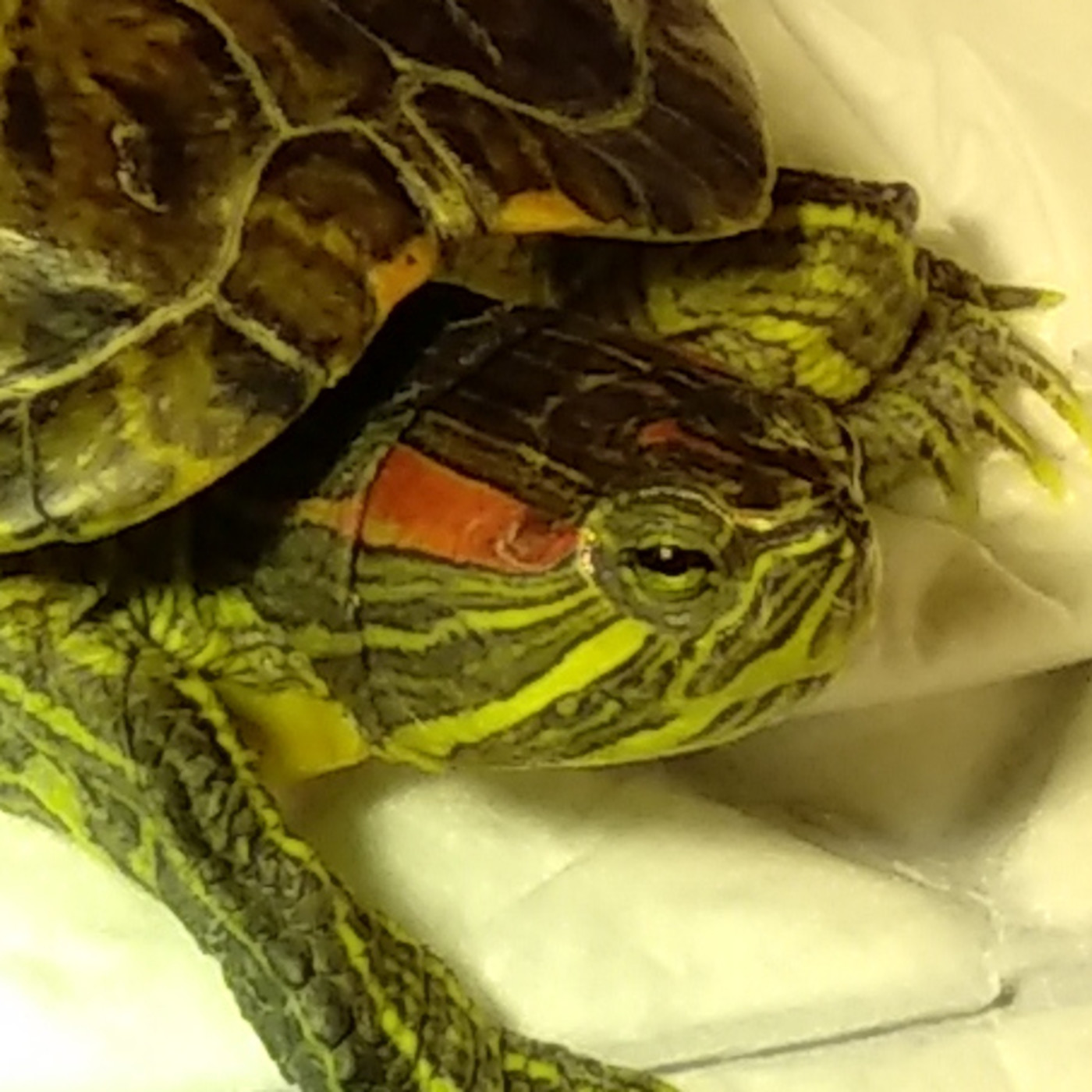 Aparici en Órbita s02e32: ¿Cuánto sabéis sobre las tortugas?