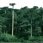 La Brújula de la Ciencia s09e44: Los bosques del Cenozoico, del mundo tropical a la glaciación