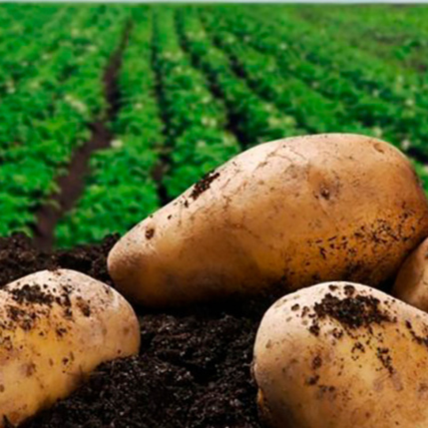 Colaboración internacional impulsa producción sostenible de alimentos en Pinar del Río