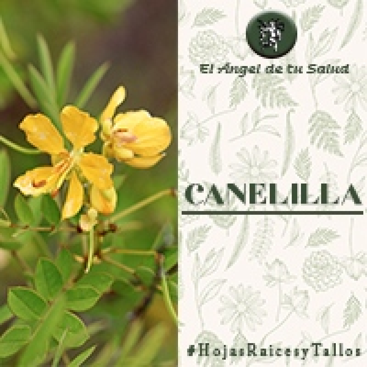 El Ángel de tu Salud - Canelilla** episode artwork