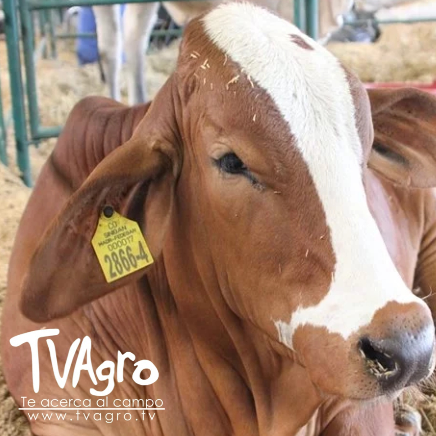 TV AGRO