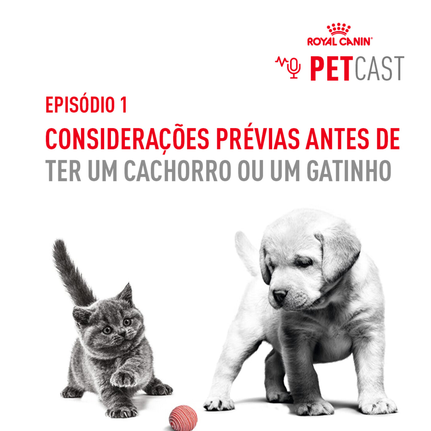 Petcast 1 - Considerações prévias antes de ter um cachorro ou um gatinho Petcast 1 - Considerações prévias antes de ter um cachorro ou um gatinho