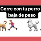 Obesidad y sobrepeso en perros