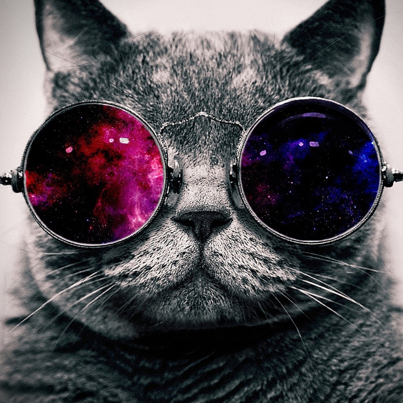 Podcast de Animales de la Calle