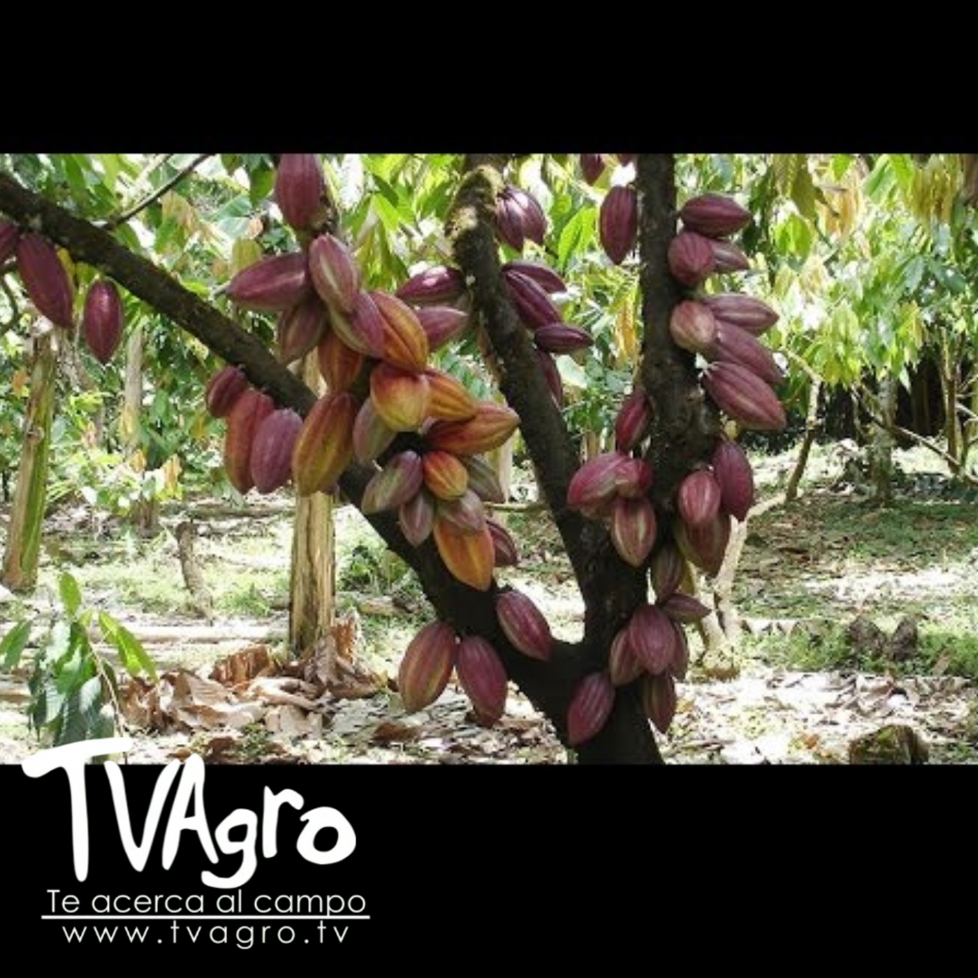 TV AGRO