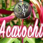 El Ángel de tu Salud - ACAXOCHITL