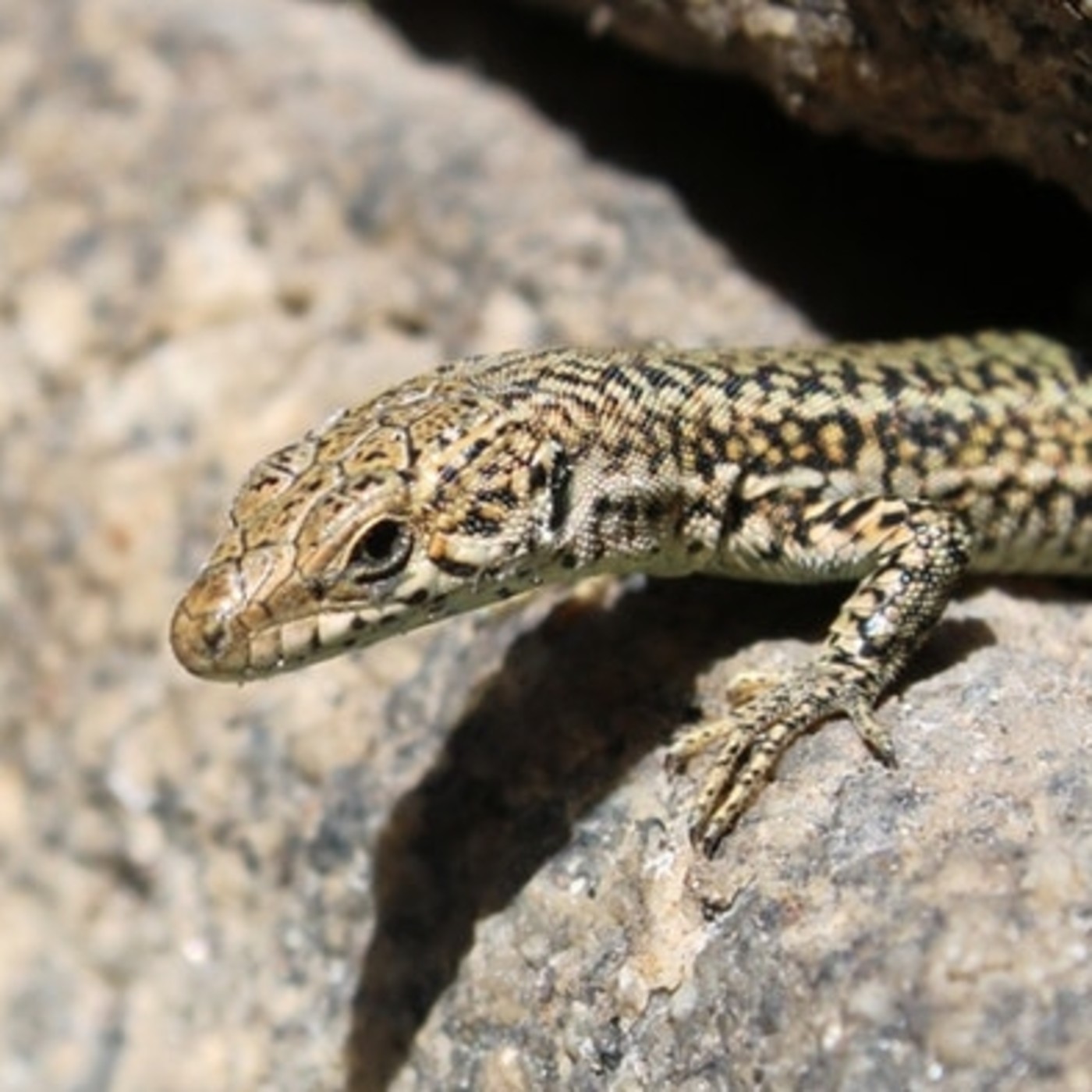 Podcast de Kutxa Ekogunea