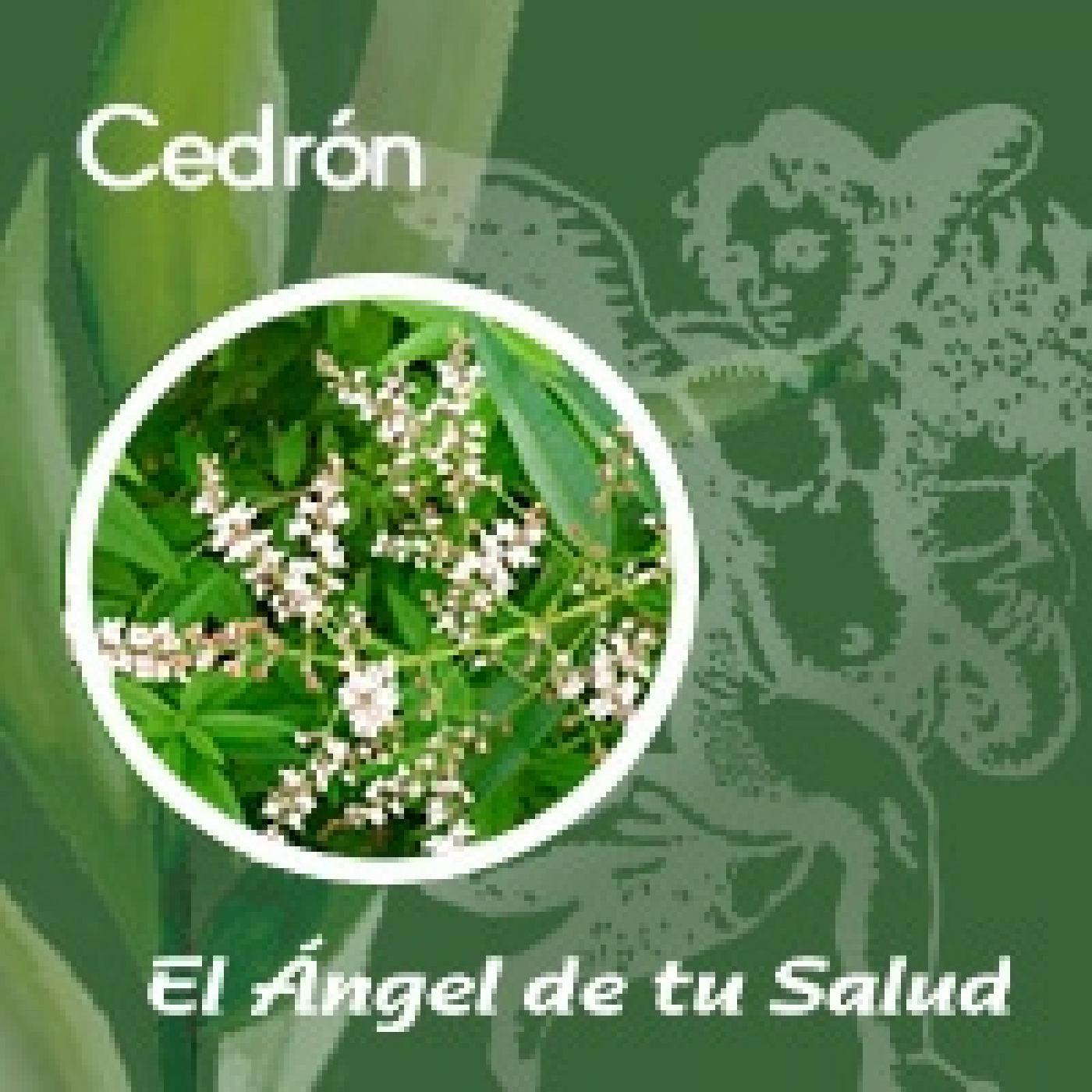 El Ángel de tu Salud - Cedrón **