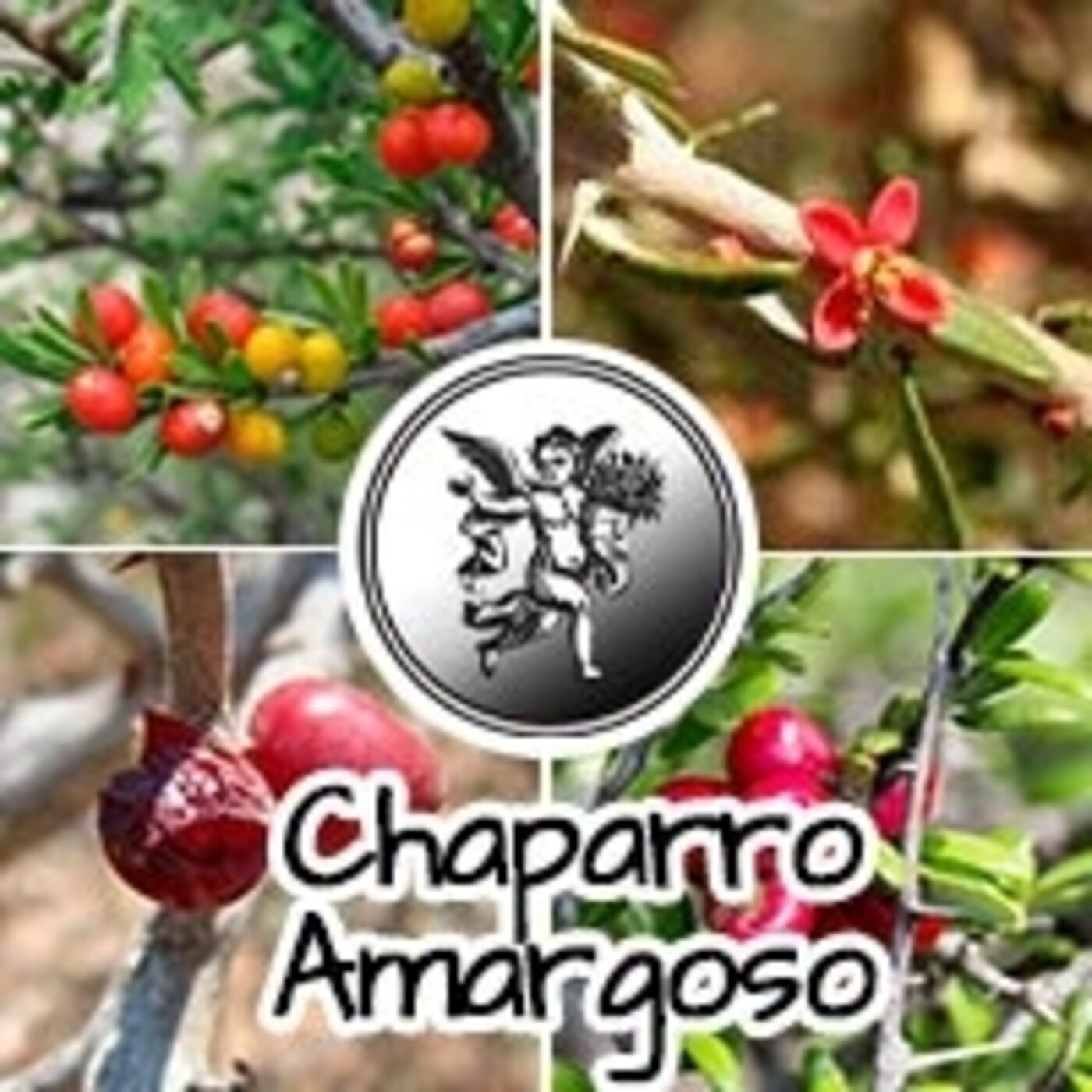 El Angel de tu Salud - CHAPARRO AMARGOSO episode artwork