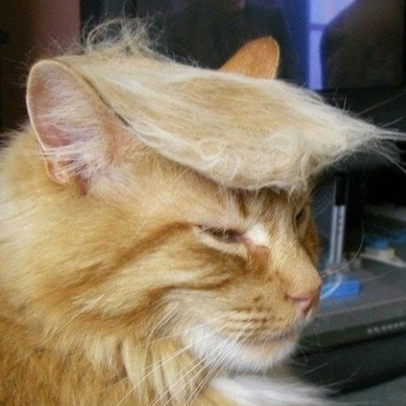 Podcast de Animales de la Calle