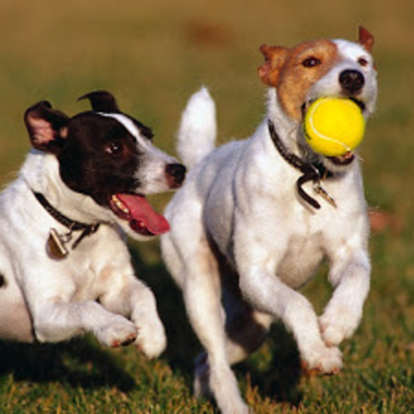 Nuestras Mascotas - Sociabilización