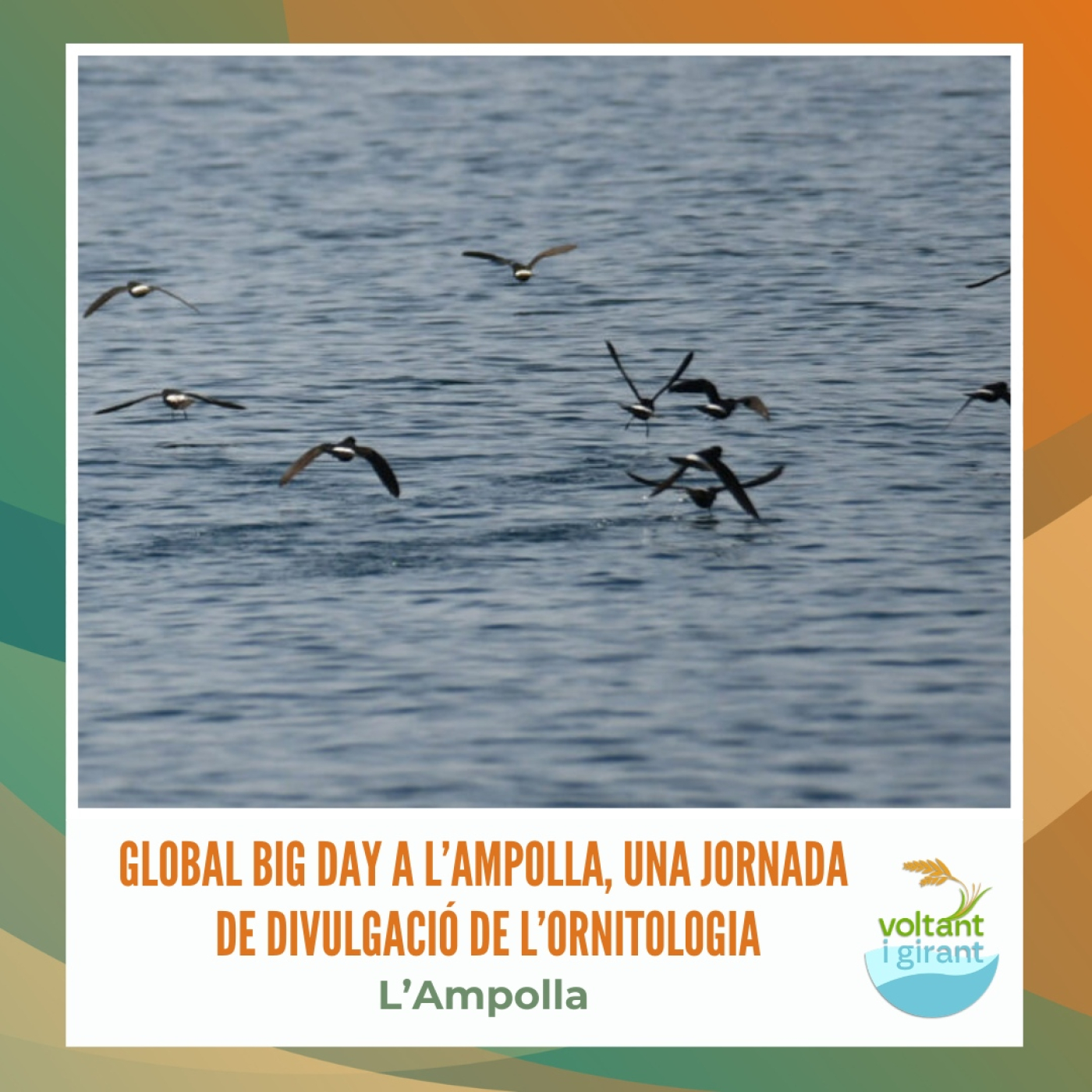 Global Big Day a l’Ampolla, una jornada de divulgació de l’ornitologia episode artwork