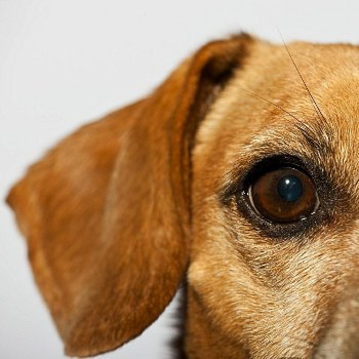 Podcast de Mi Perro Educado