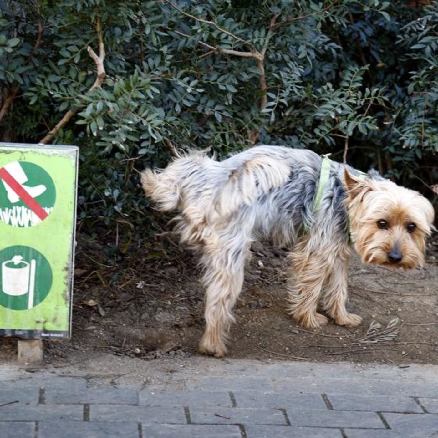 Nuestras Mascotas - Obligaciones de Propietari@s
