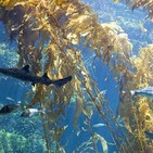 ¡EL SARGAZO y LA MUERTE DE LOS OCEANOS! NARRADORESDELMISTERIO.NET ( 21-09-2018 ) T6 x 03