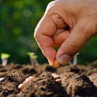 La importancia de plantar semillas del terreno