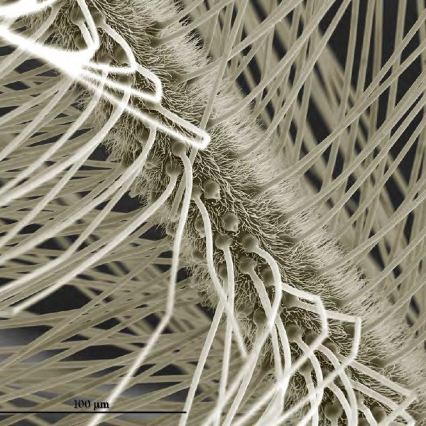 Fotciencia19