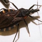 P179: Tiroteo en Texas. El peligroso insecto Vinchuca.