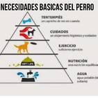 Necesidades básicas del perro