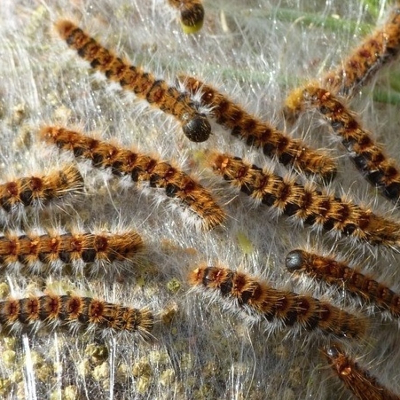 Nuestras Mascotas - La Procesionaria