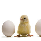 El huevo y la gallina