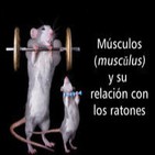La Noche en Vela - RNE - 5 de abril de 2013 - Etimologías curiosas sobre partes del cuerpo