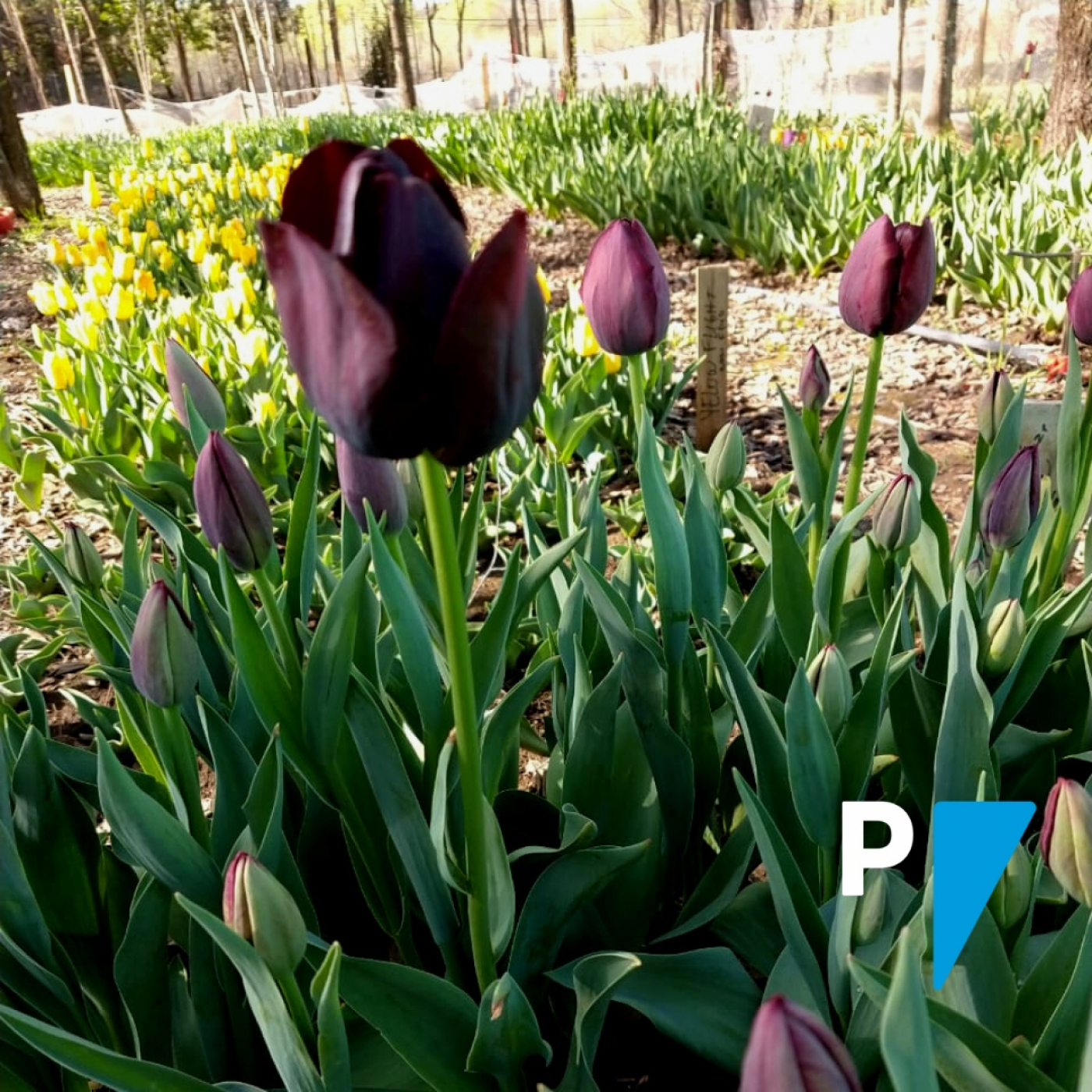 Campo de tulipanes cordobés: Como en la Patagonia pero en Córdoba episode artwork