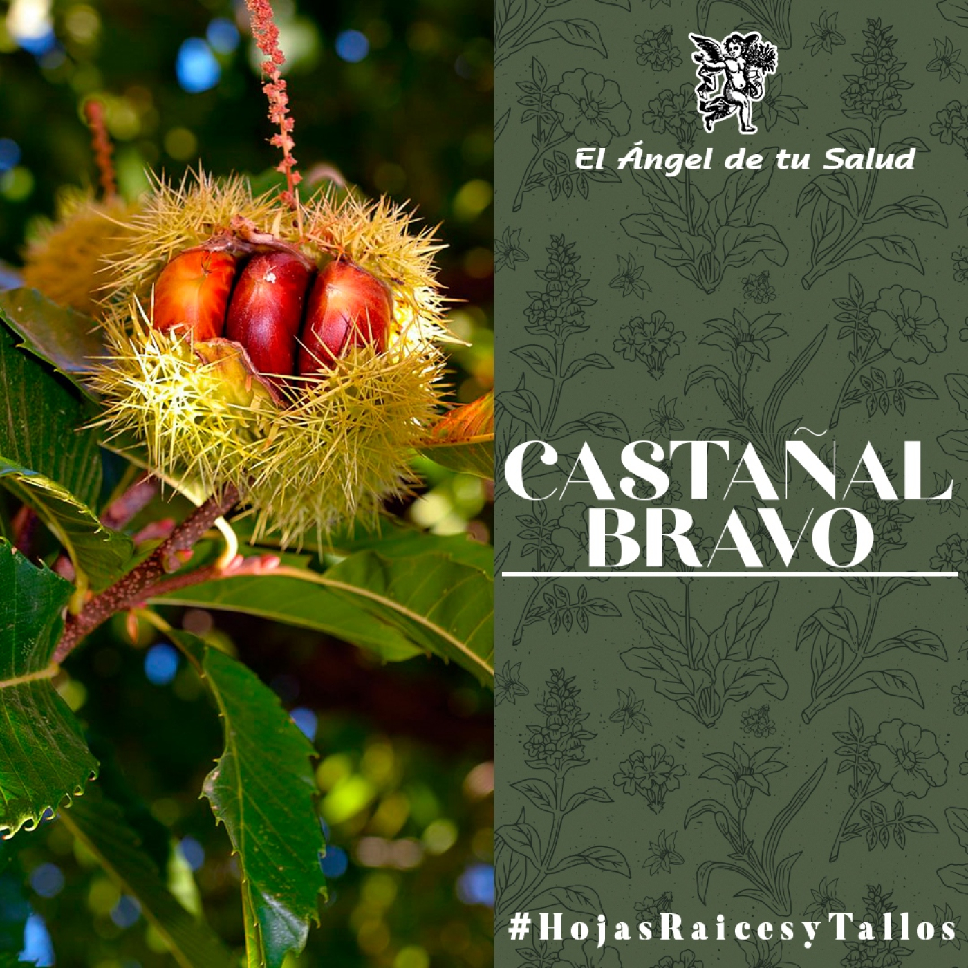 El Ángel de tu Salud - Castañal Bravo** episode artwork