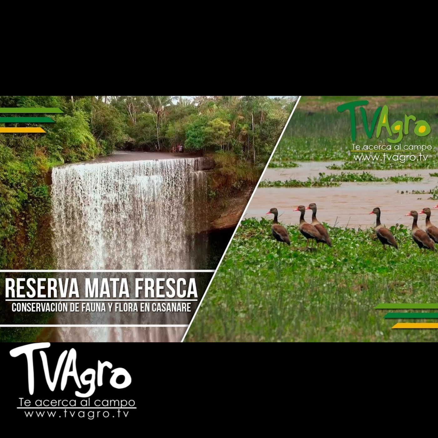 TV AGRO