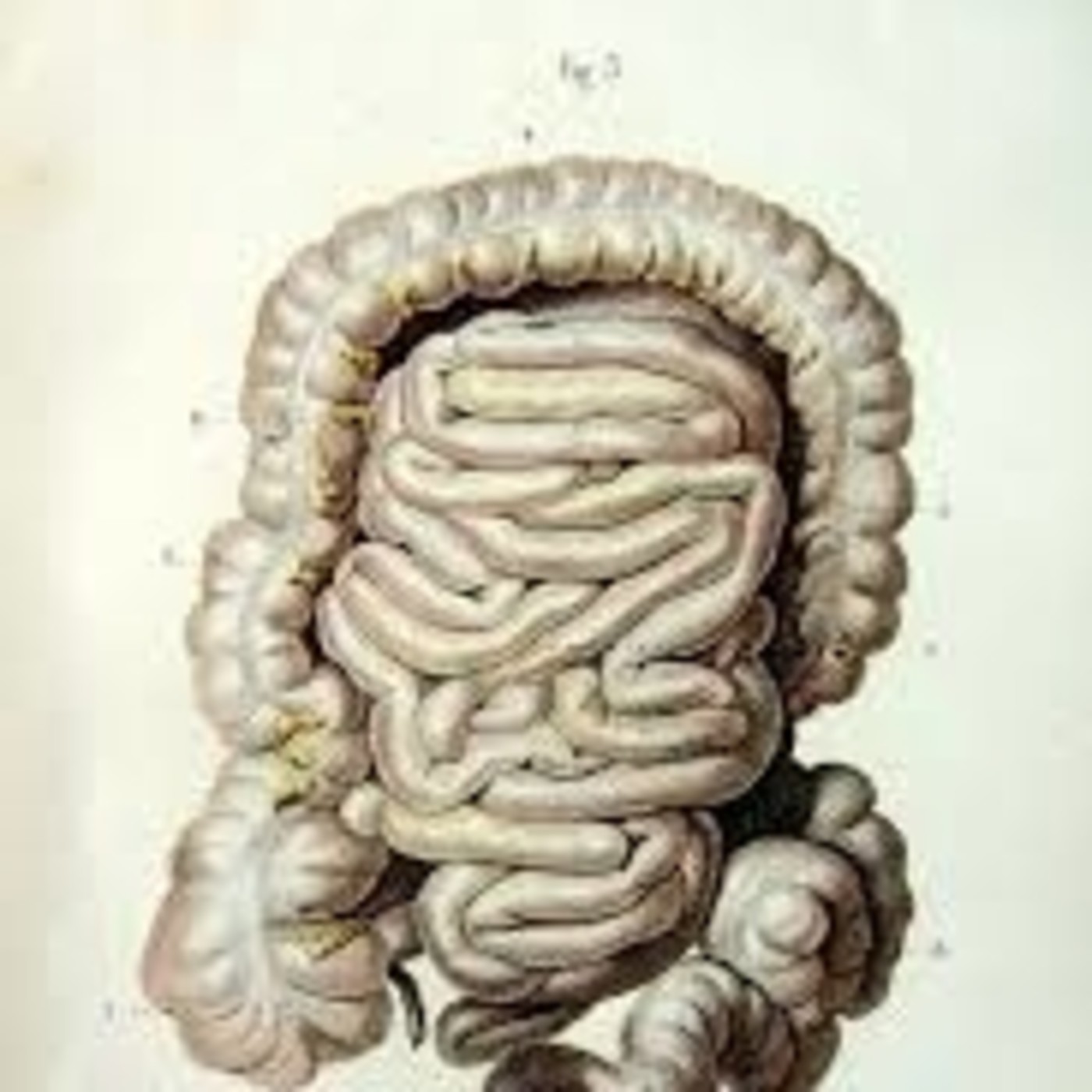 gastro 3 episode artwork