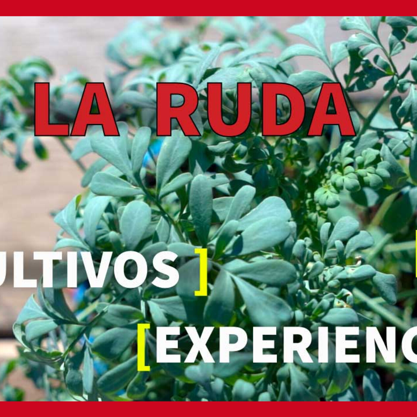 Objetivo de Luz
