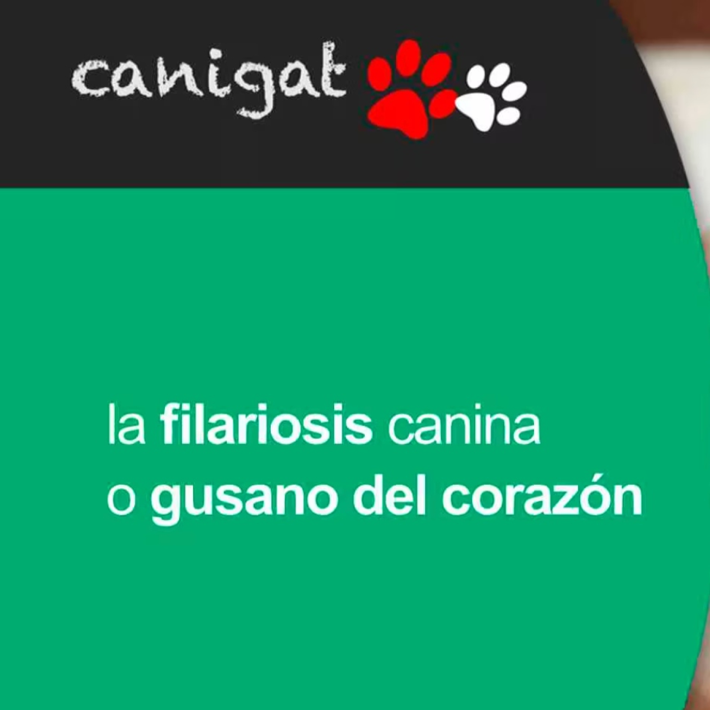 Consejos veterinarios de perros y gatos by canigat