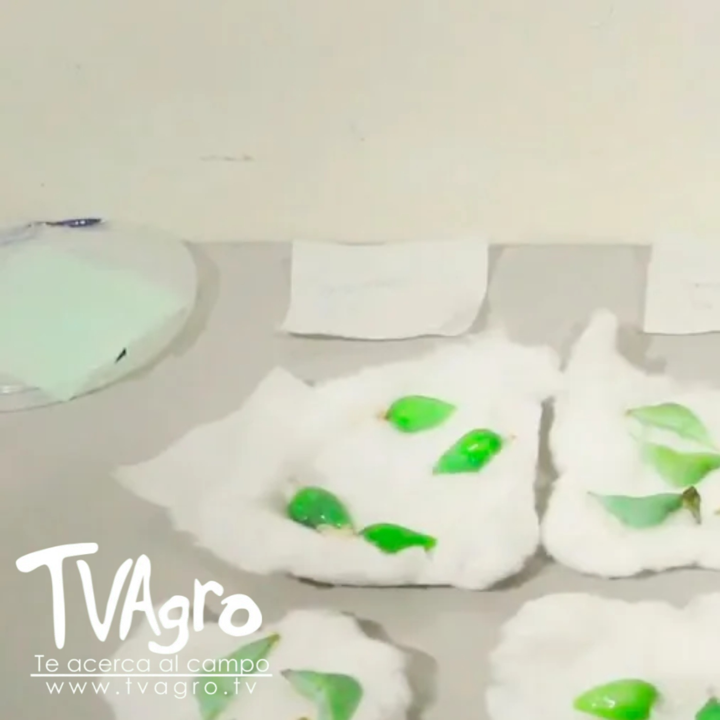 TV AGRO