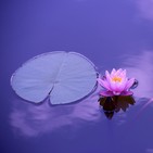 Ana Mª Losa - Meditación Investigar nuestras emociones