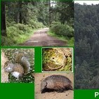 flora y fauna de hidalgo