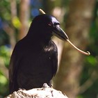La Brújula de la Ciencia s09e41: La inteligencia en los cuervos de Nueva Caledonia, comparable a la de los homínidos