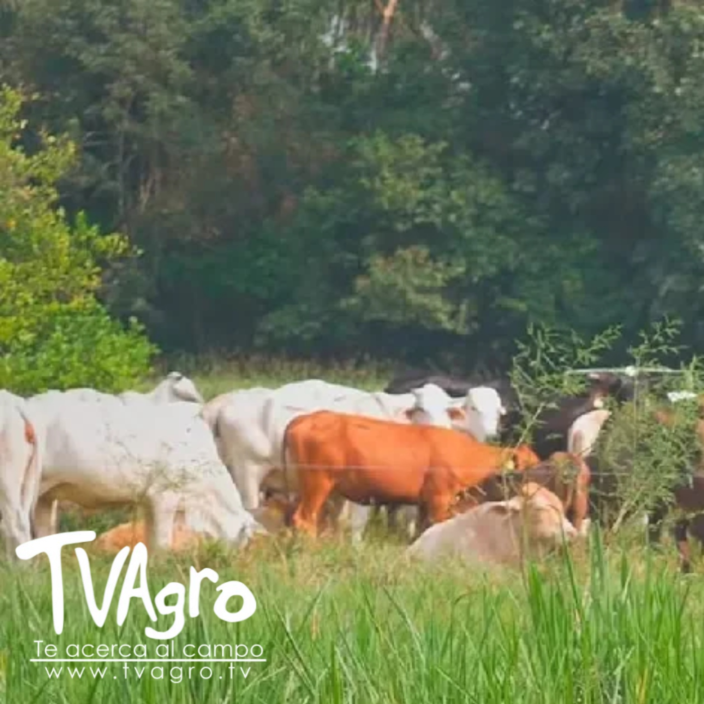 TV AGRO