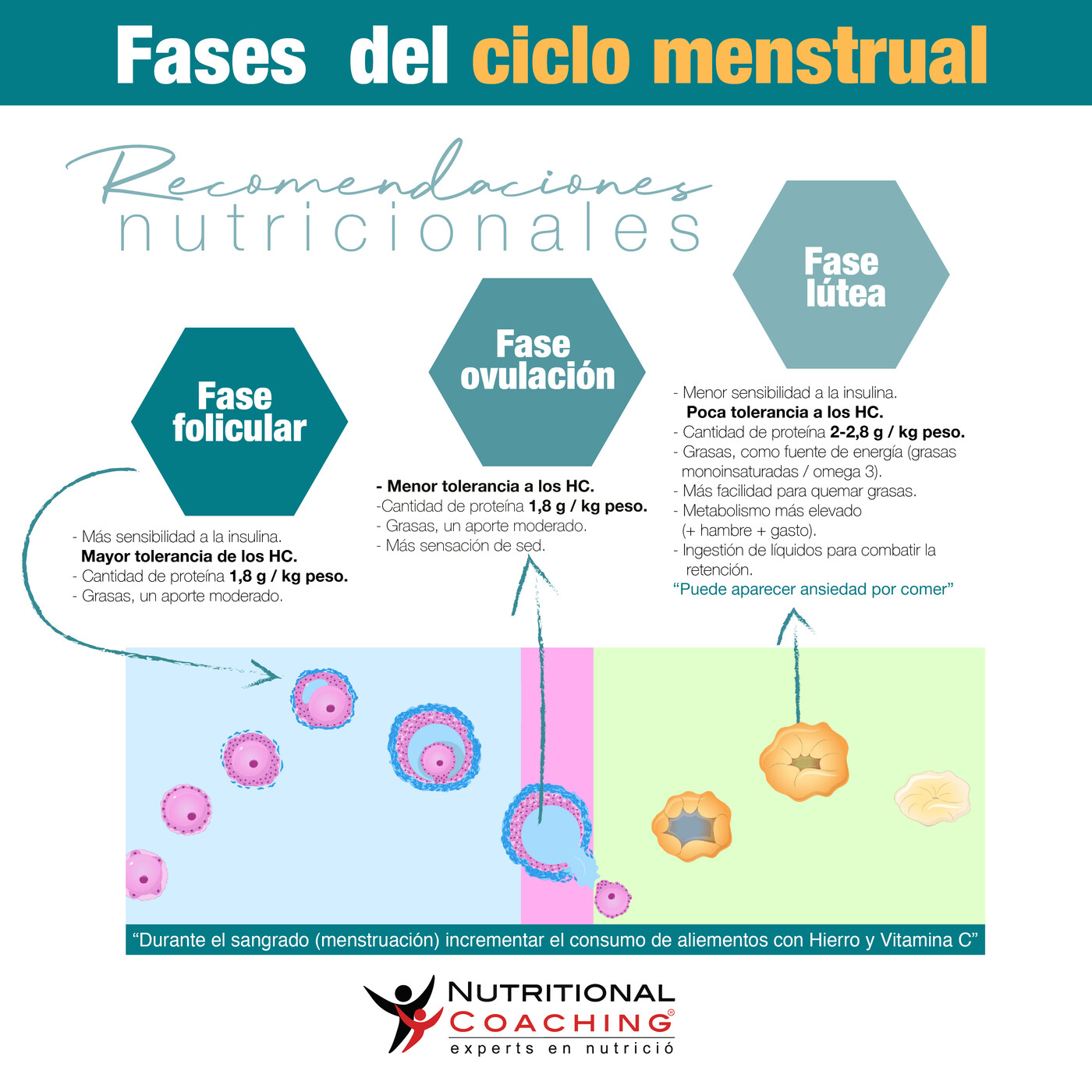 Nutrición Deportiva y afines