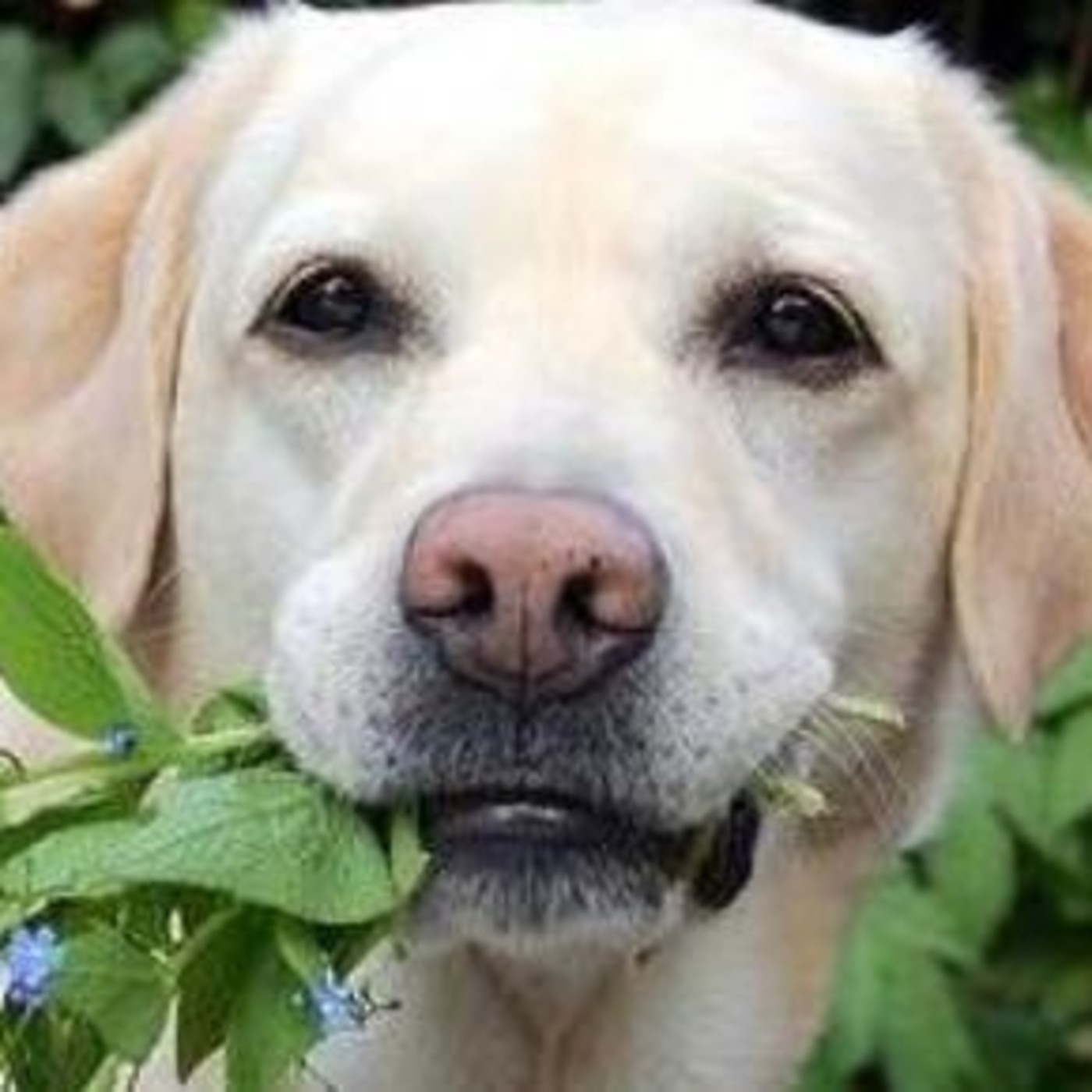 Nuestras Mascotas - Plantas Tóxicas