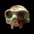 La Brújula de la Ciencia s09e30: El lugar de Homo antecessor en la evolución humana