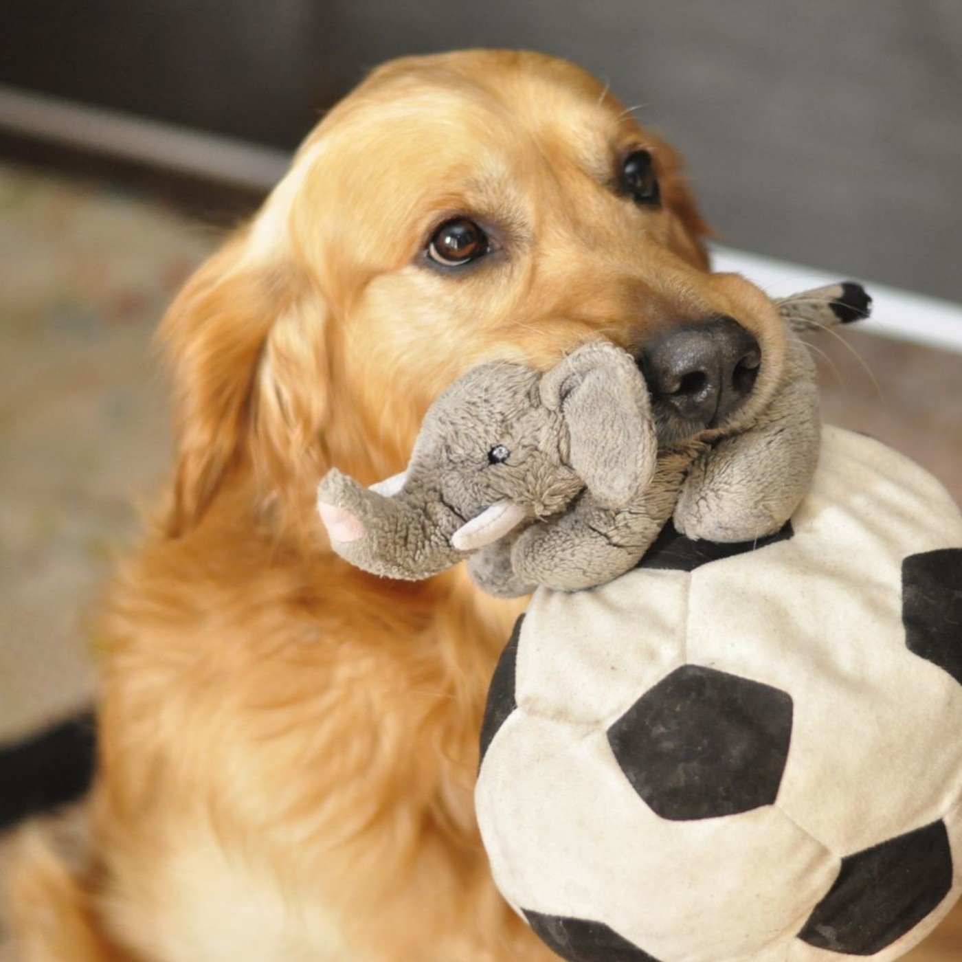 41 - ¿Por qué existen los perros?
