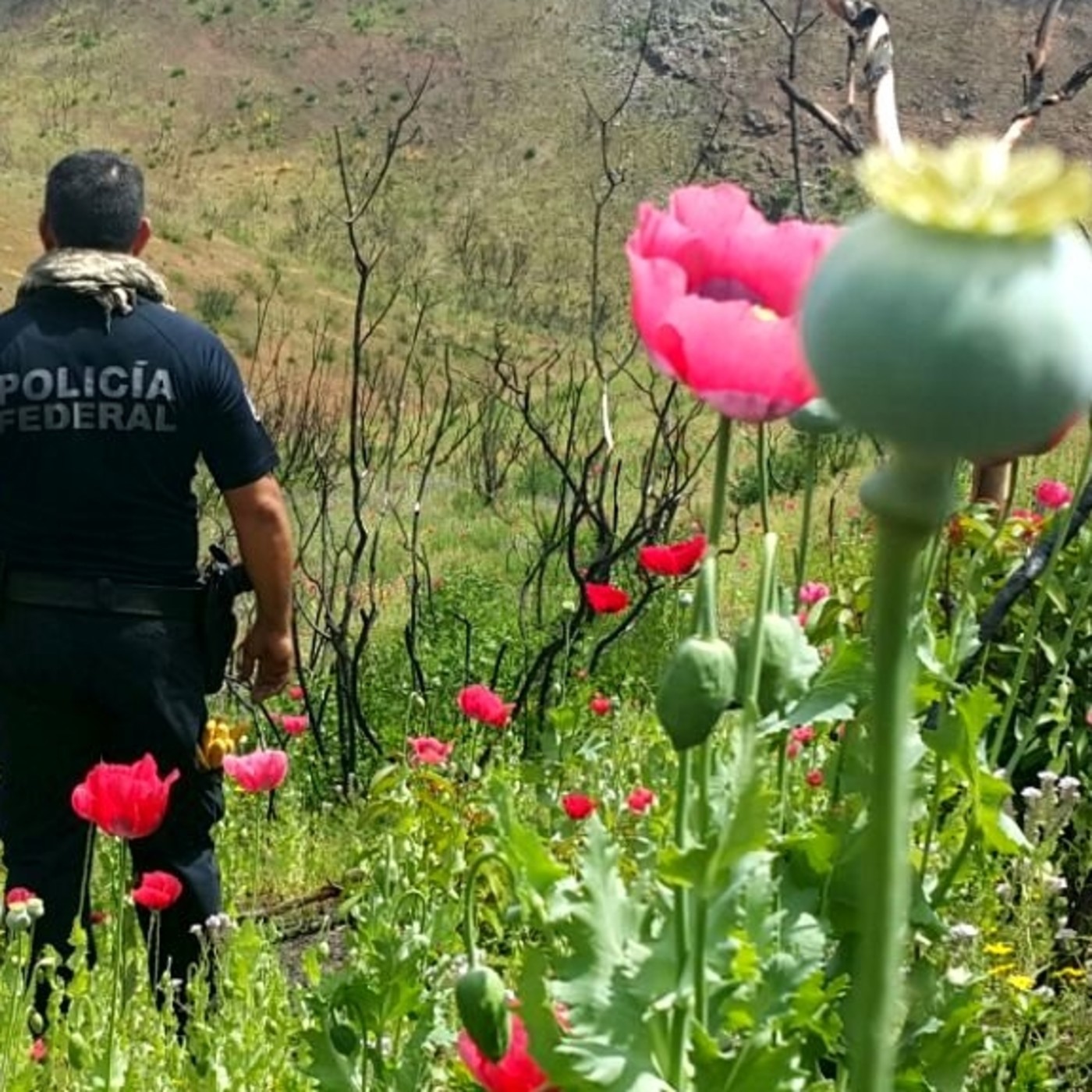 Daniela Geomar Neri en Radiorama DK 1250