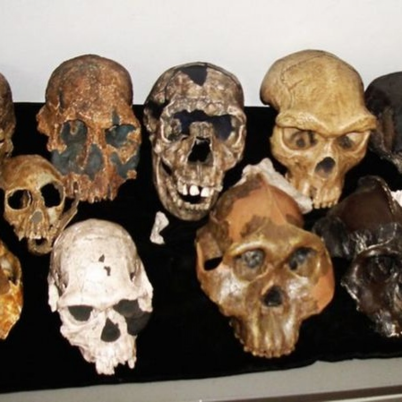 481 - El enigmático origen de los homininos - Episodio exclusivo para mecenas