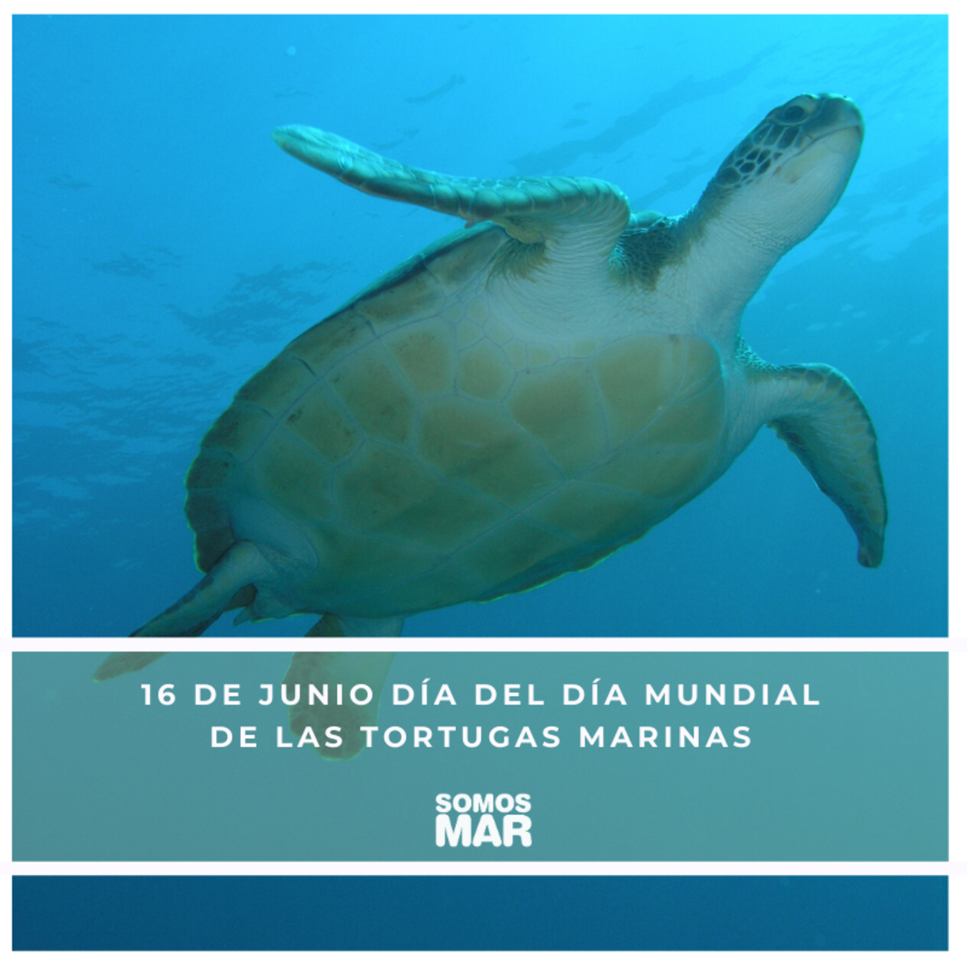 Pesca Tenerife