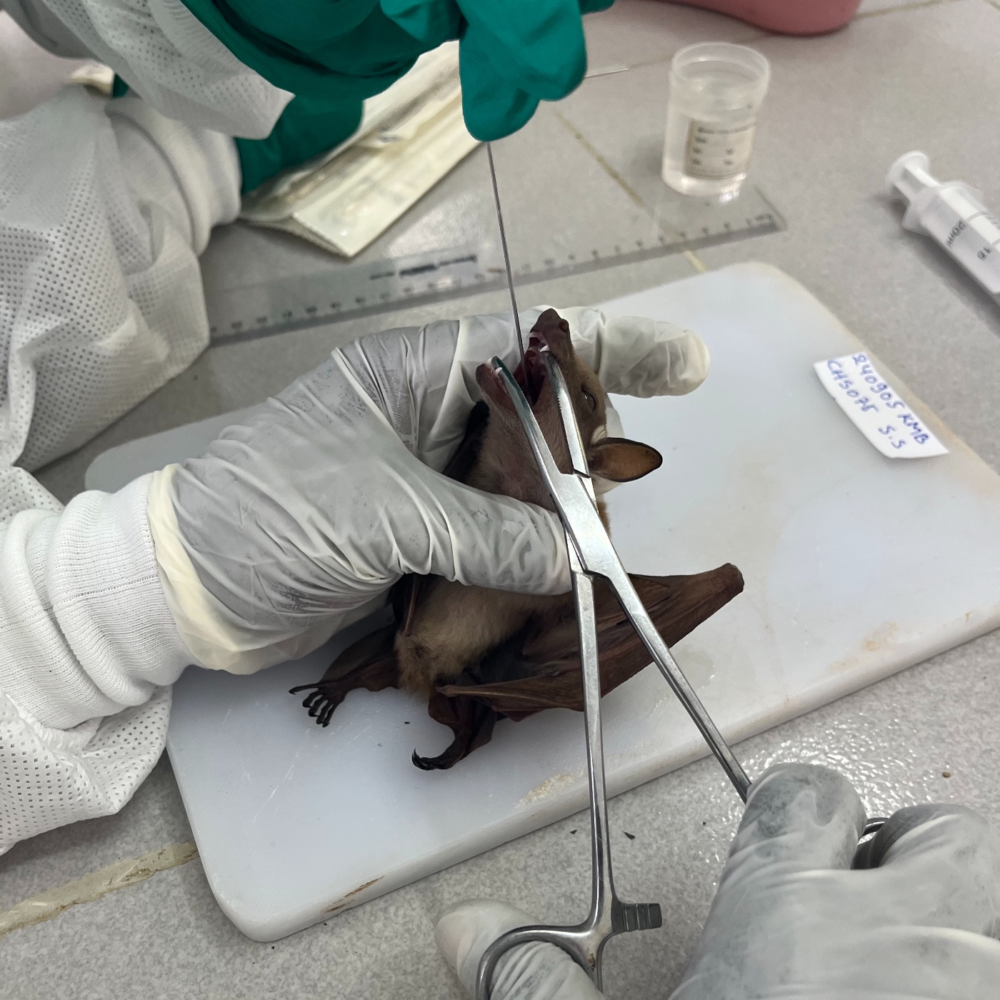 MONKEYPOX O VIRUELA DEL MONO: ZOONOSIS INVERSA? episode artwork
