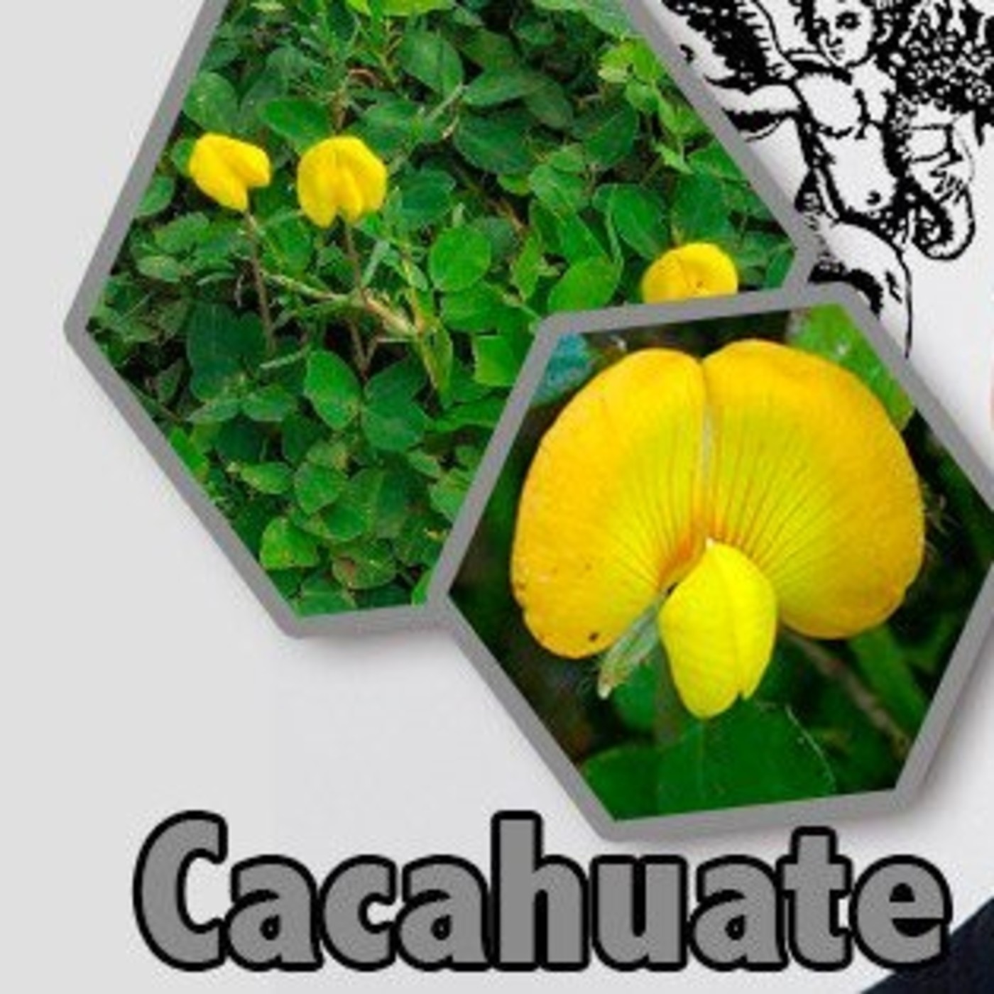 El Ángel de tu Salud - CACAHUATE episode artwork