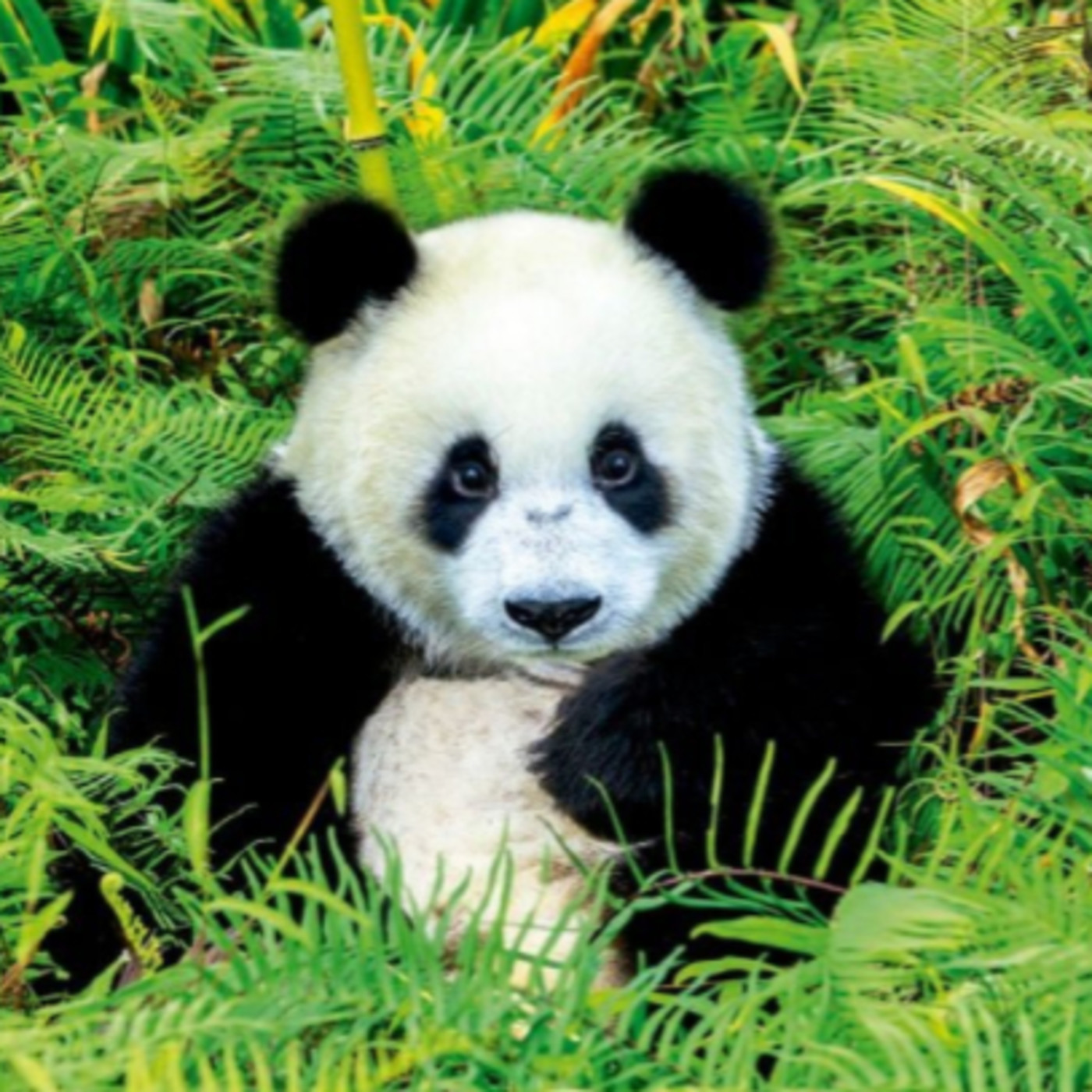 Bruno Y2A El oso panda episode artwork