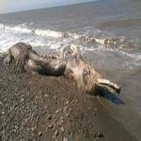 Extraña criatura encontrada en las costas de Rusia