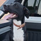 Miedo en perros criollos y el cortisol.